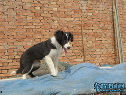 娱乐吃瓜酱牧羊犬,揭秘牧羊犬背后的故事